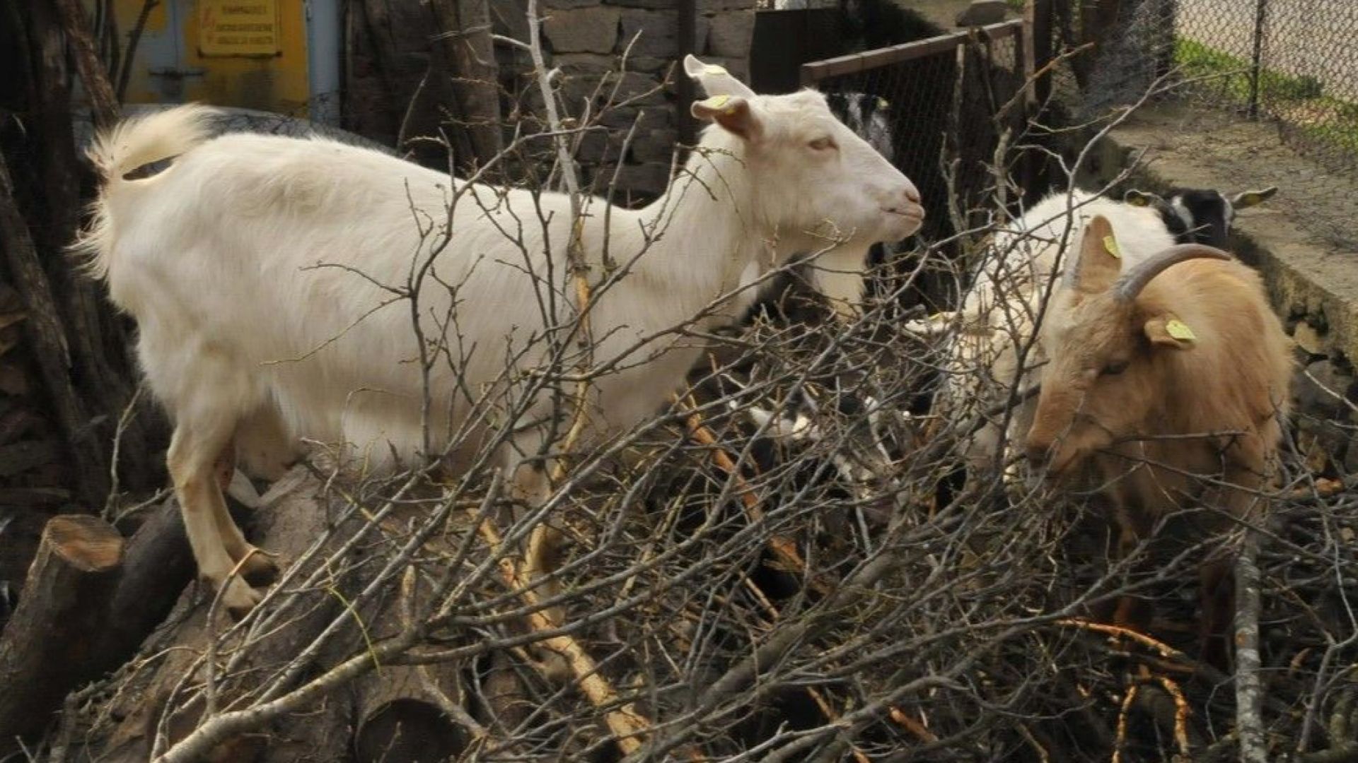 Нови протести заради чумата в Странджа Недоволните не искат да
