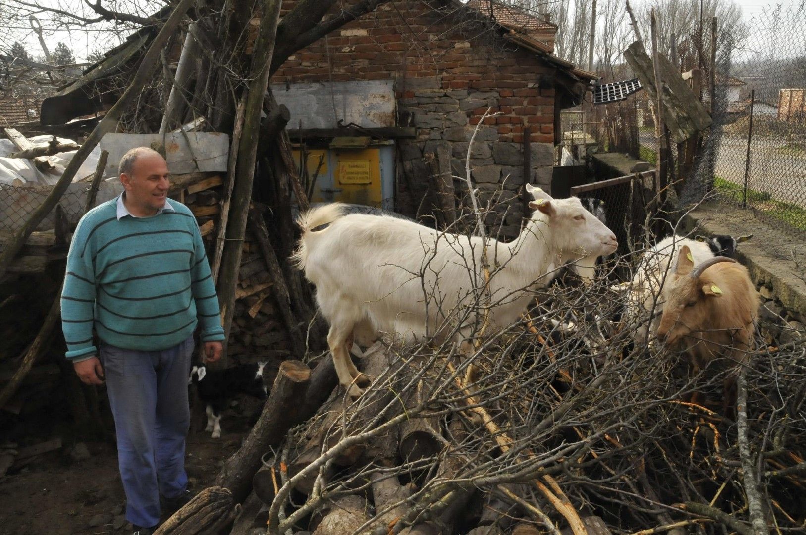 БАХБ настоява за умъртвяване на стадо в Странджа