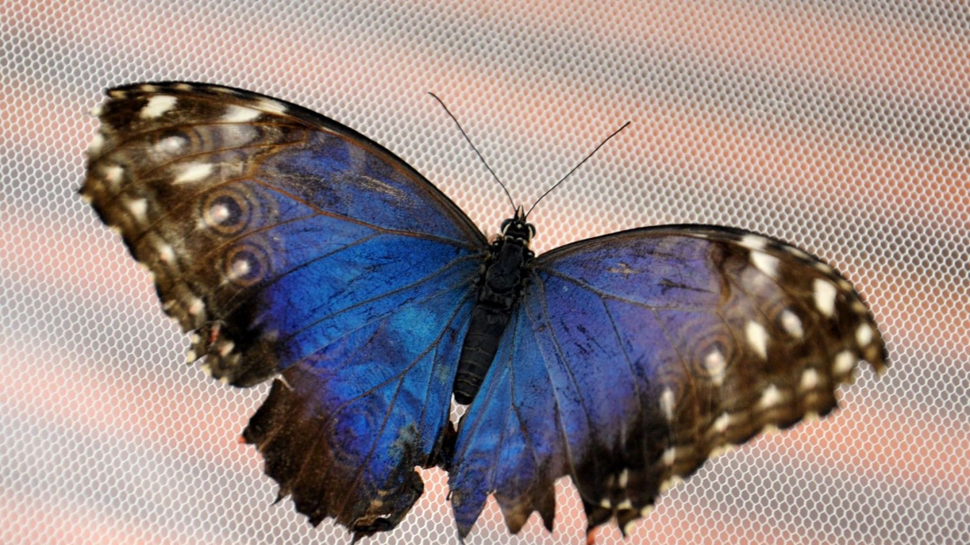 Изложба на пеперуди в експоцентър "Флора" 