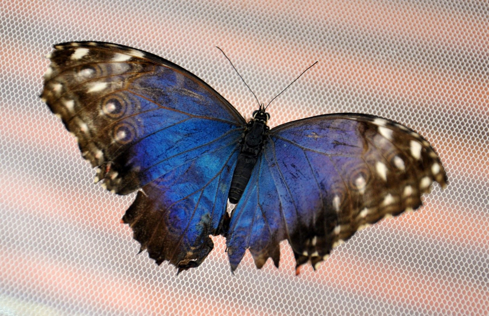 Изложба на пеперуди в експоцентър "Флора" 