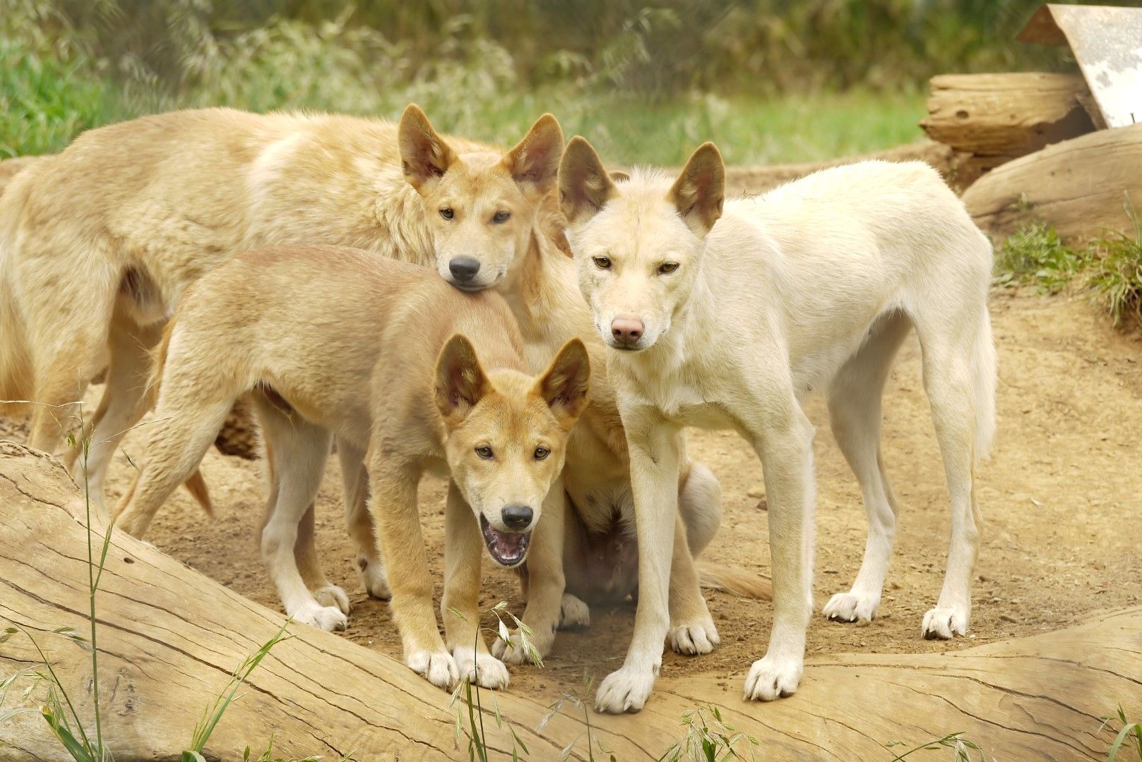 Кучетата динго са местен австралийски вид