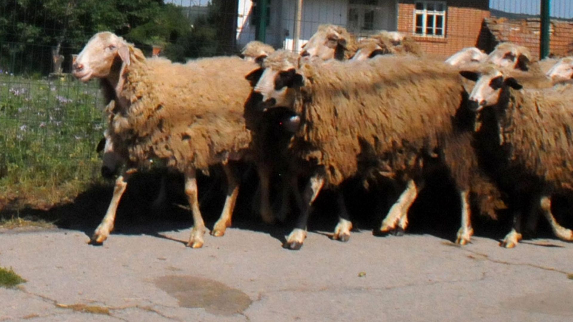 Депутатите от БСП за България дариха средства на Ана Петрова