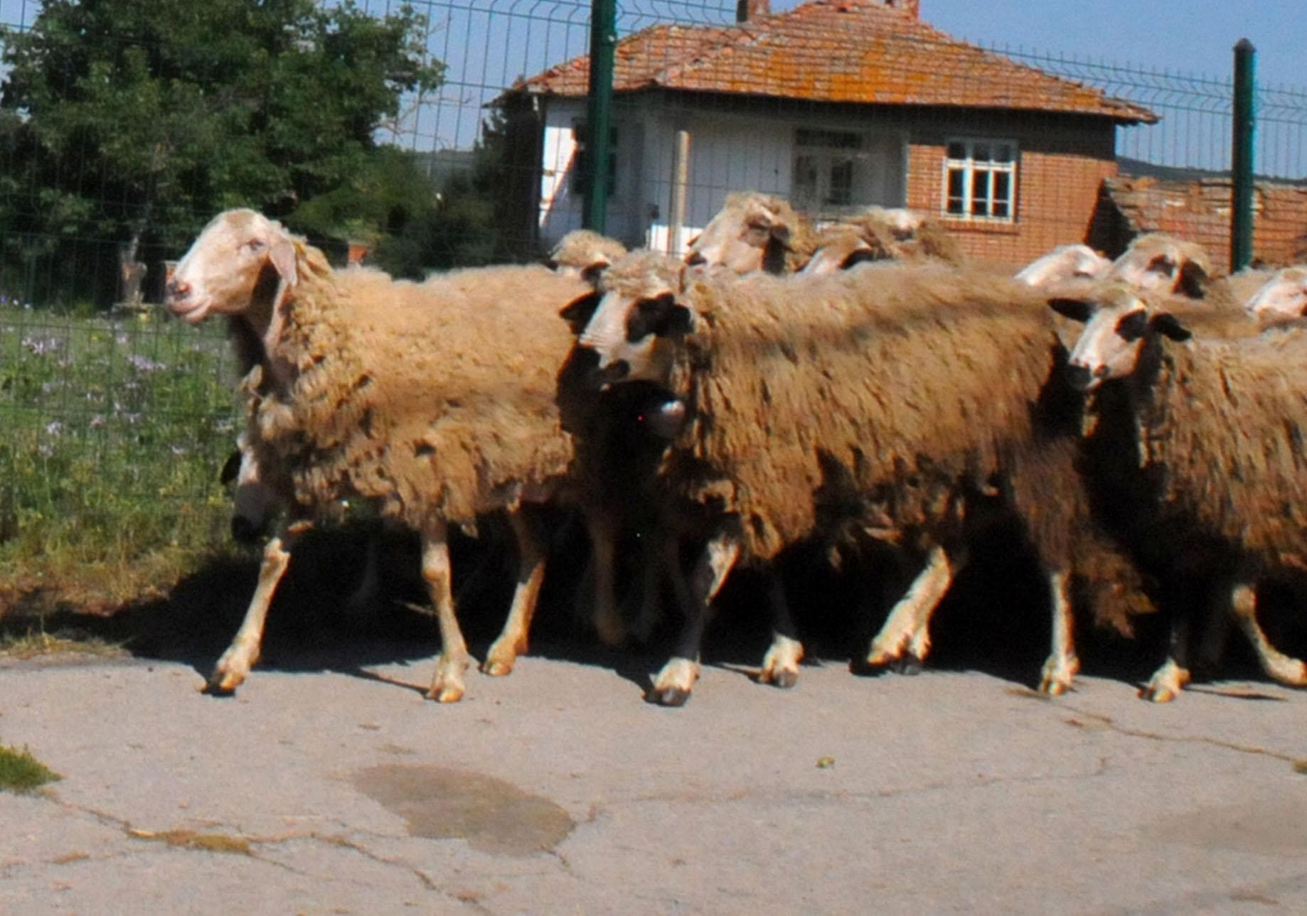 Право на подпомагане по едната схема имат стопани, чиито стада наброяват от 10 до 49 овце-майки и кози-майки в планински райони