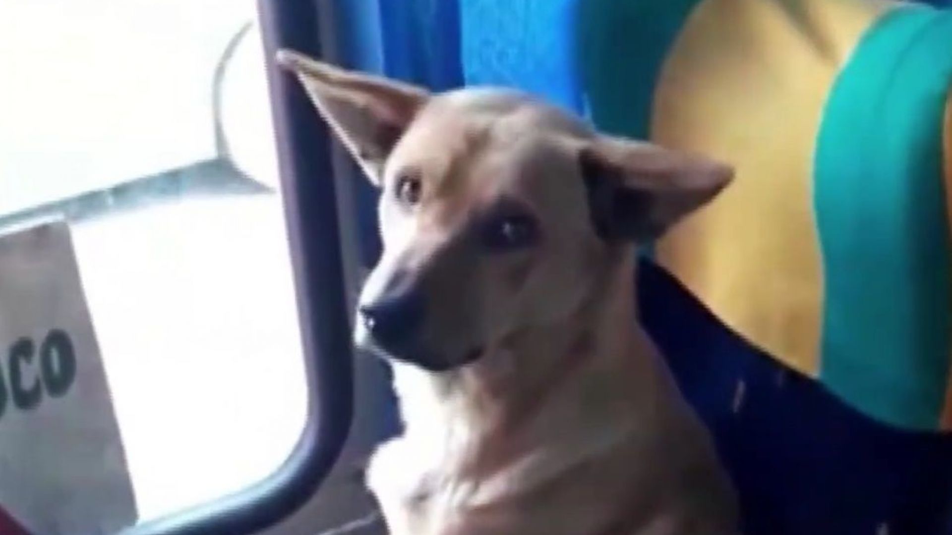 Улично куче - пътник в автобус, стана световен хит