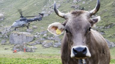 Хеликоптери носят вода на швейцарските крави в Алпите