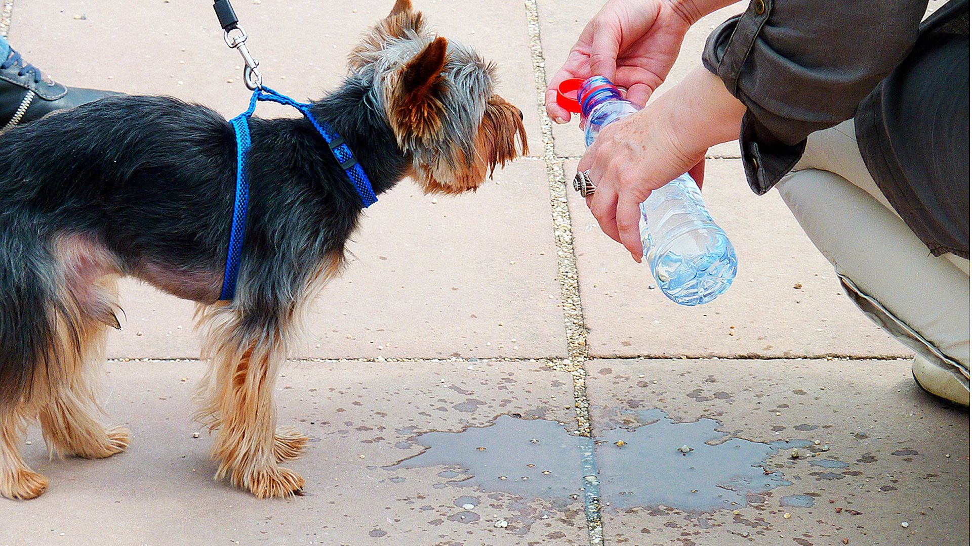 Как да предпазим кучето си от жегата (видео)
