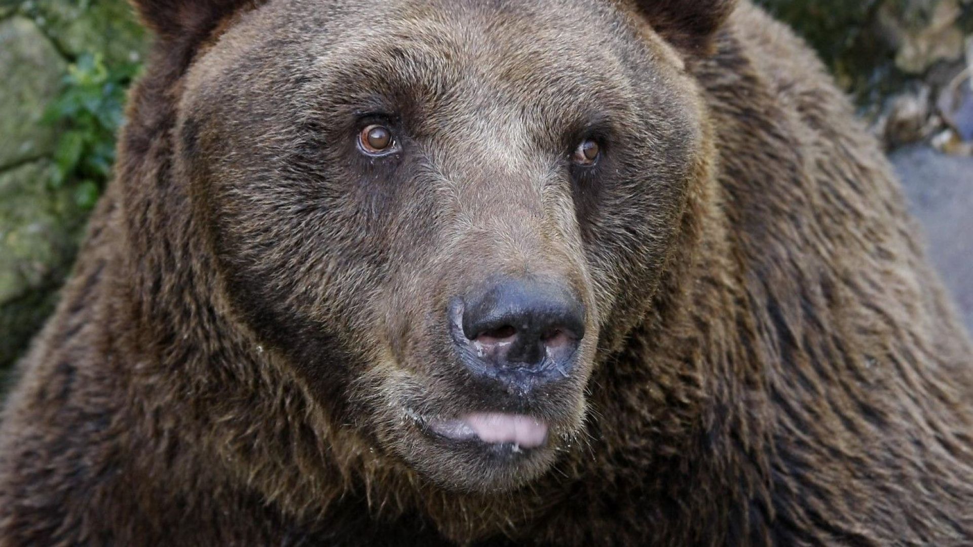 Кафява мечка е била застреляна в землището на самоковското село