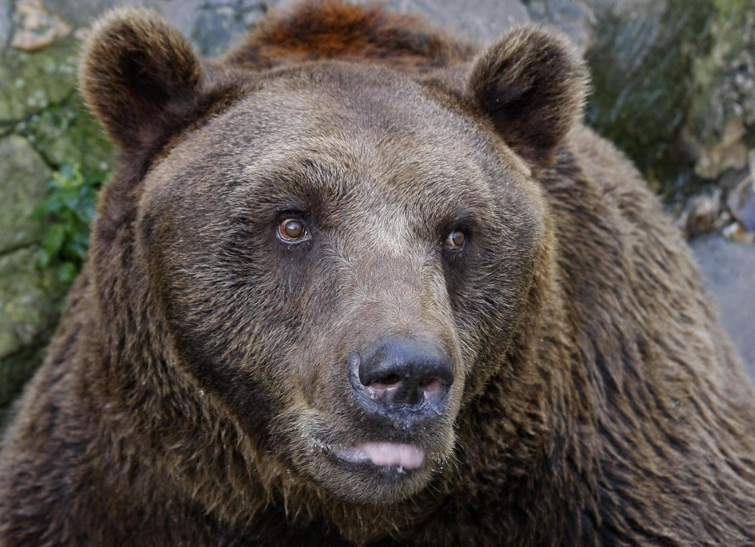 Кафява мечка беше спасена от бракониерски капан