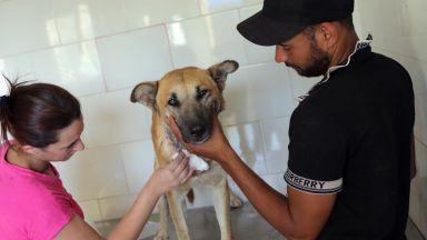 46 кучета от приюти в София са намерили нов дом през юли 