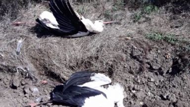 50 щъркела загинаха от волтова дъгa в Елховско