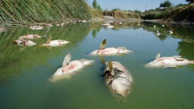 20 тона риба измря в германско езеро заради недостиг на кислород