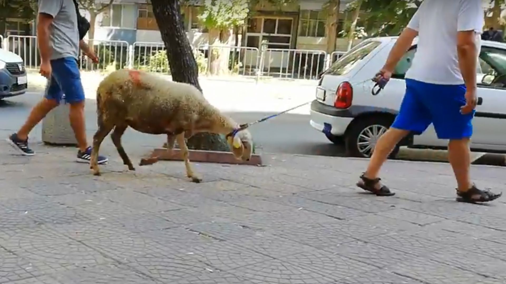 Разхождат овца като домашно куче в Пловдив (видео)