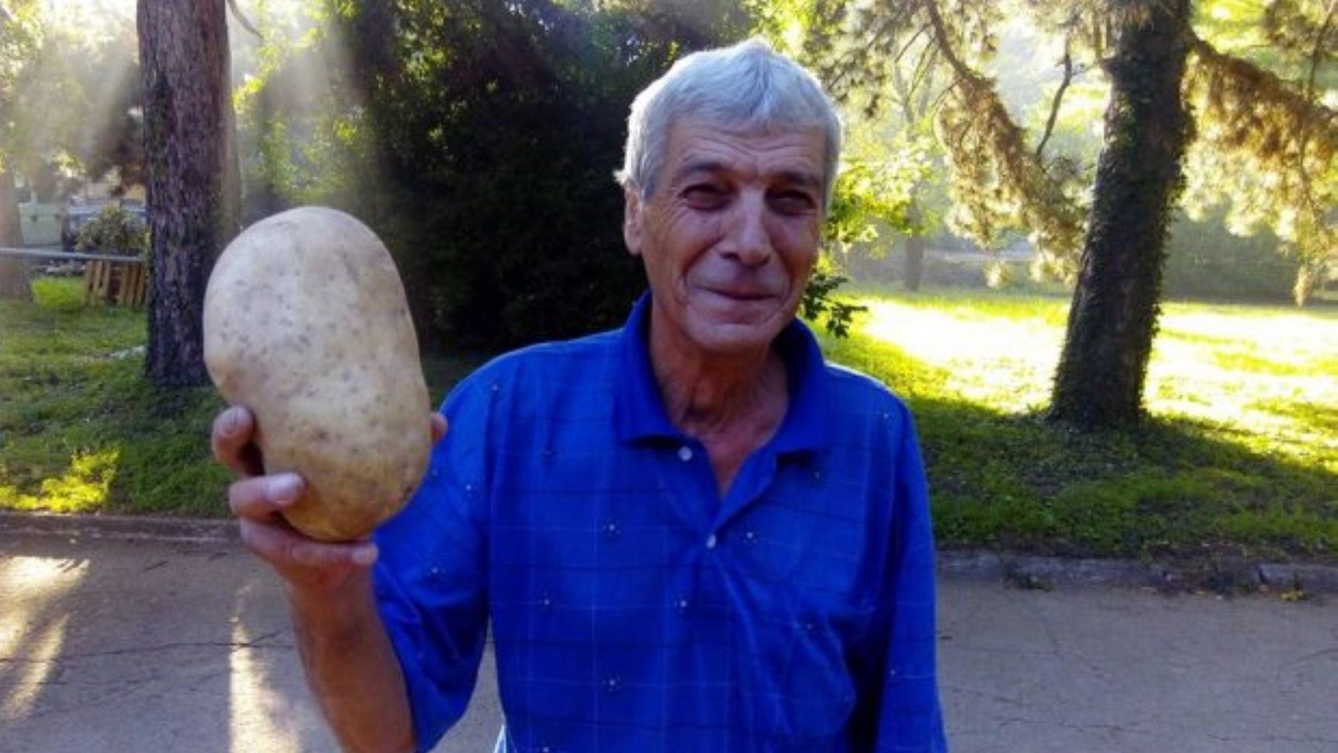 Земеделец от Овощник отгледа картоф-гигант