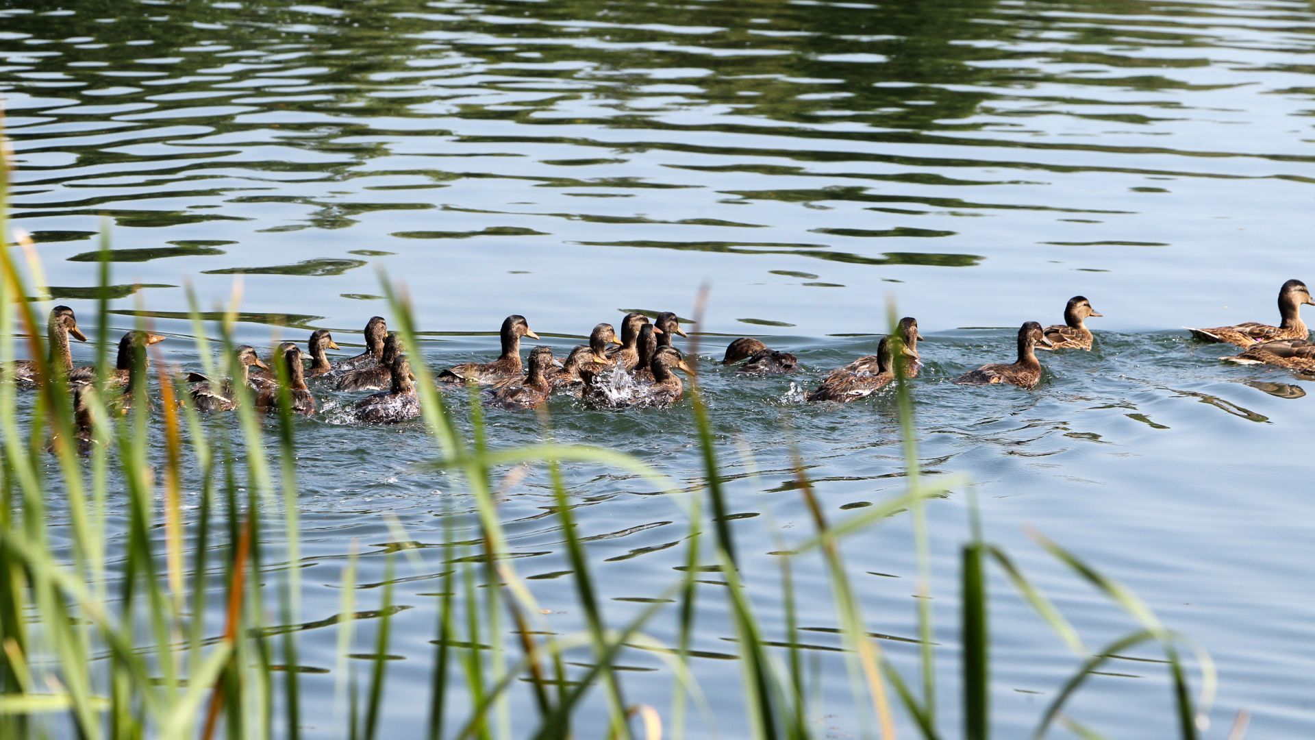 60 патици вече плуват в езерото в "Дружба"