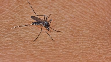 Финландските комари измряха заради жегата