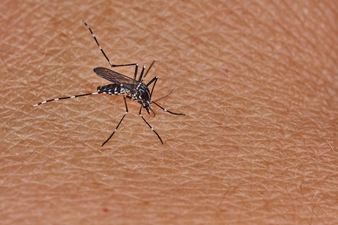 Опасната болест се предава от комари