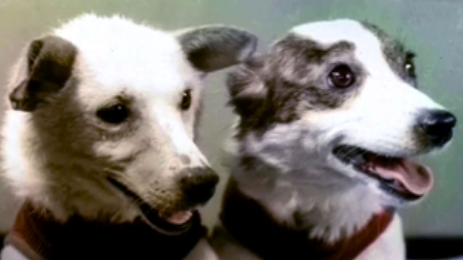 Какво е общото между руската ваксина и кучетата Белка и Стрелка, летели в Космоса?
