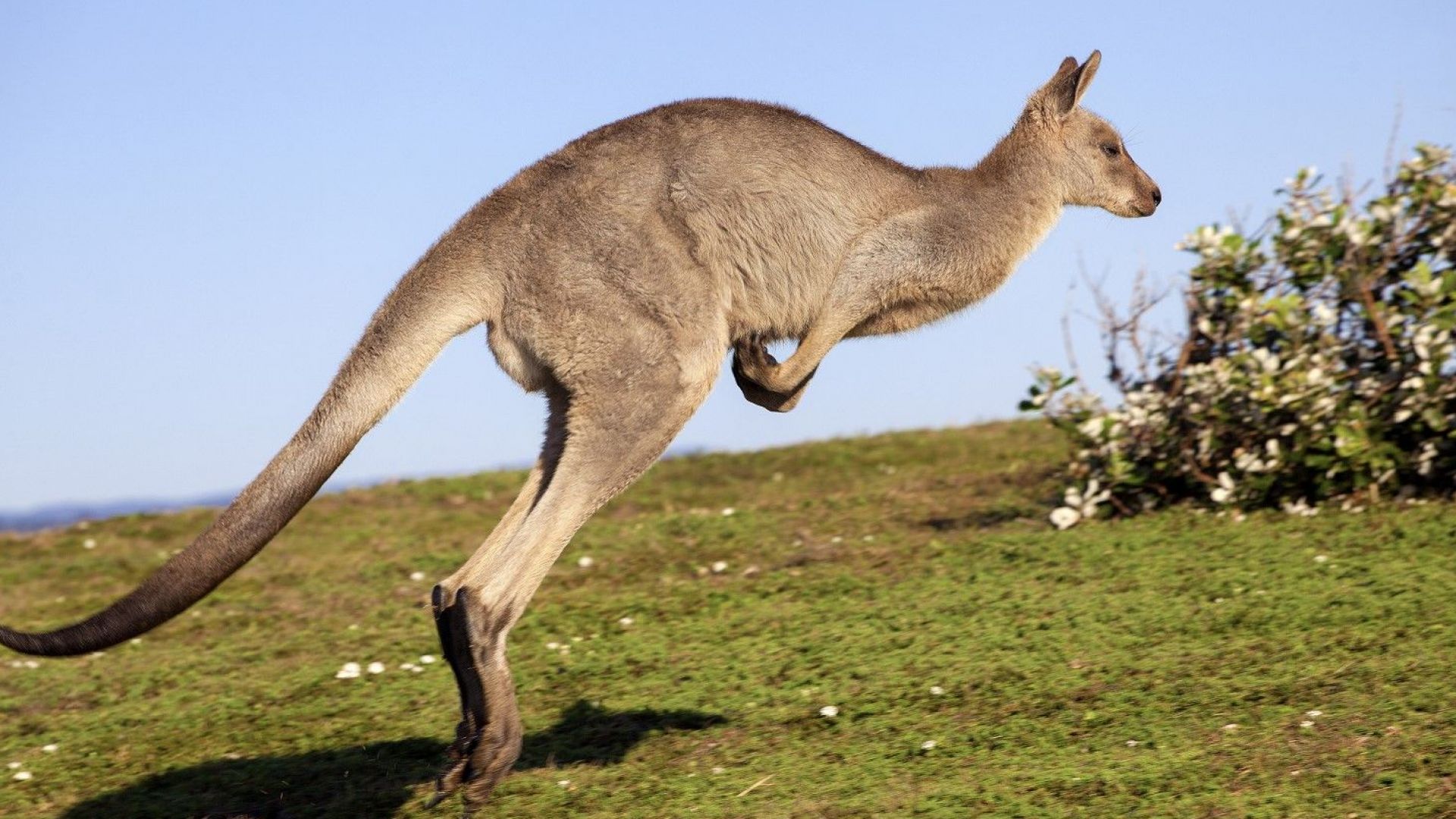 Кенгуру избяга от зоопарка в Сандански след като злосторник сряза