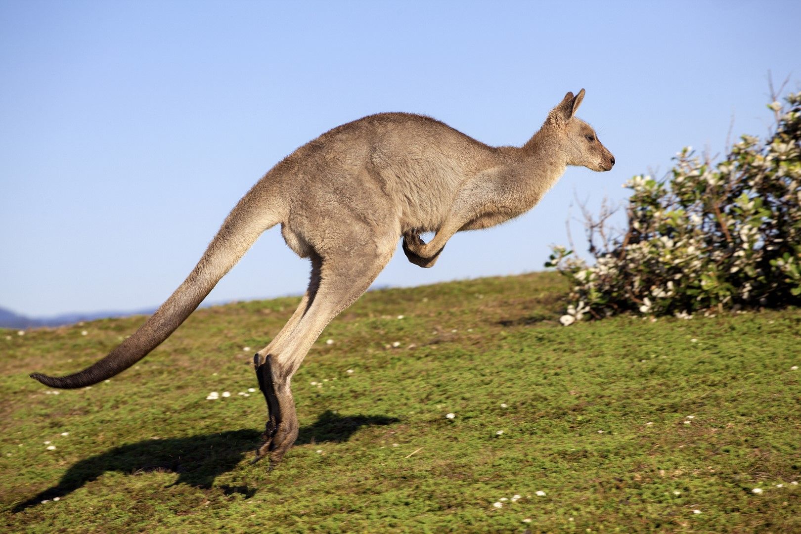 Кенгуруто е един от сравнително малкото оцелели примитивни торбести бозайници, заради дългата изолация на Австралия от останалия свят