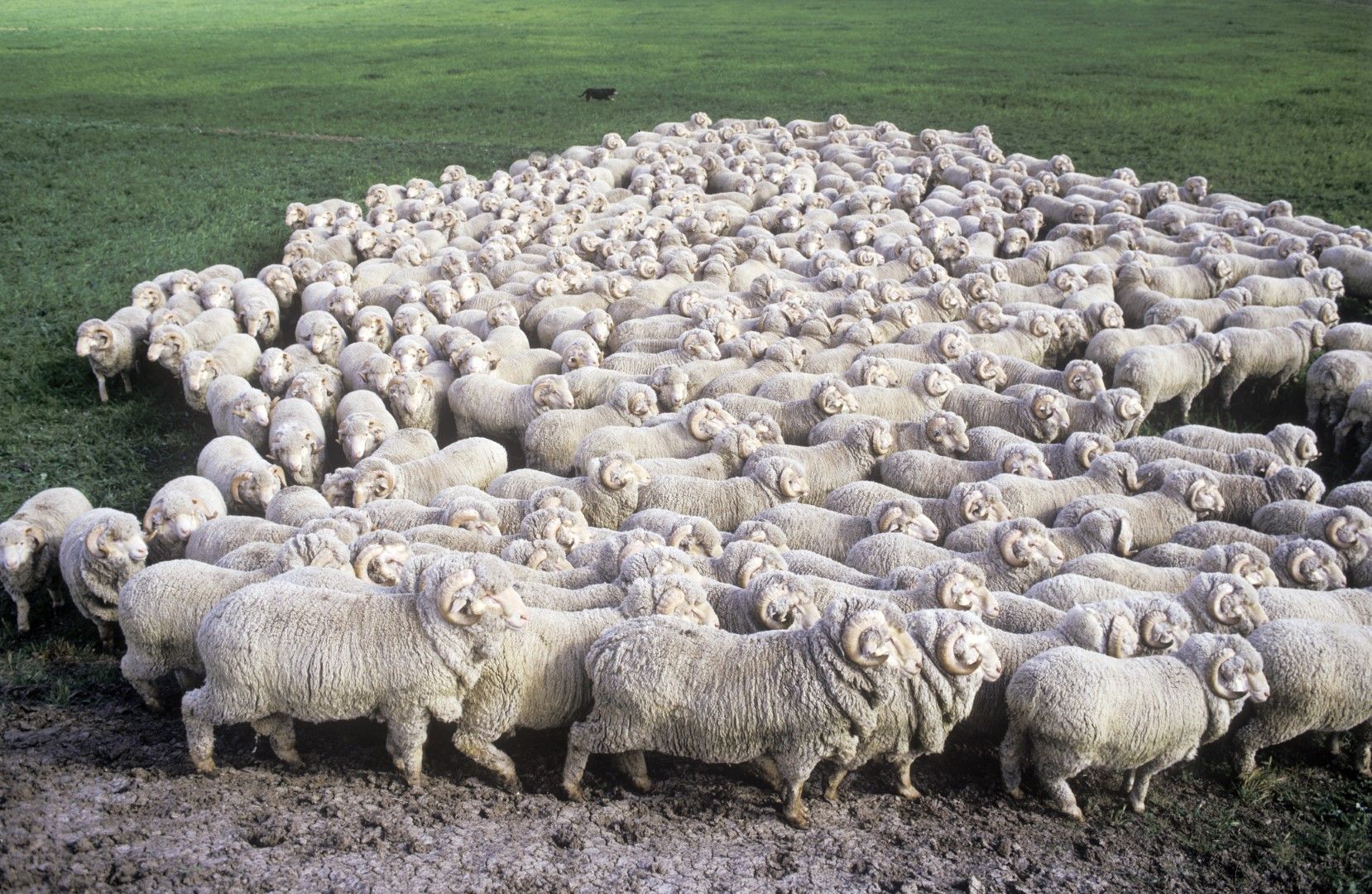 Стадо овце в NSW