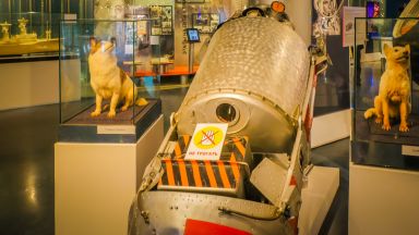 Космическите кучета Белка и Стрелка - първите оцелели след орбитален полет (видео)