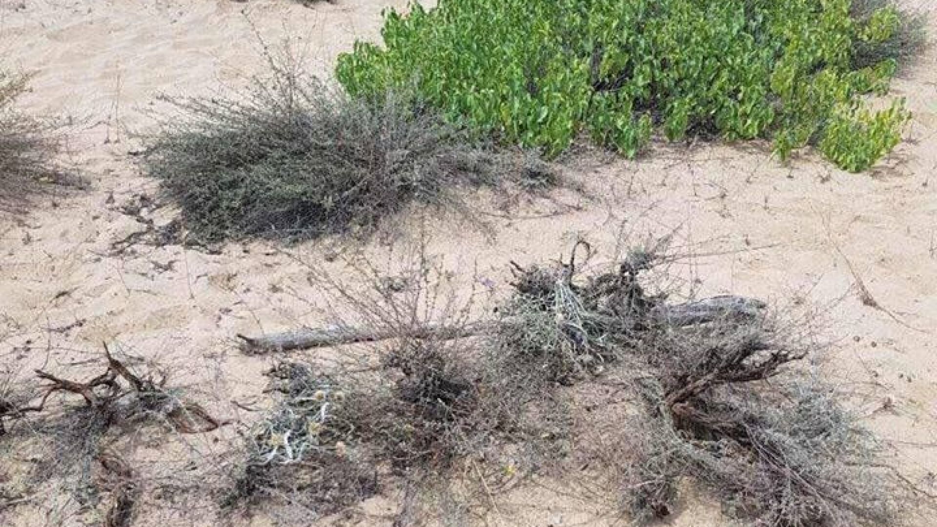 Държавата трябва да обезвъзмездява собствениците на земите обявени за дюни