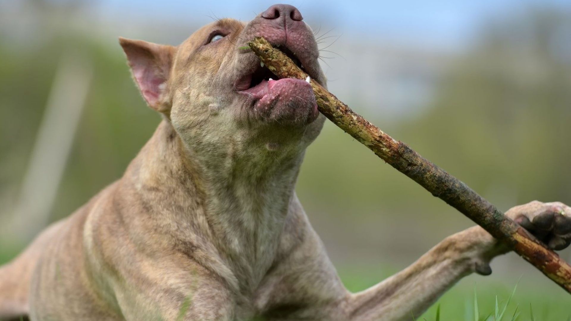 Мъж от Козлодуй е със счупен таз и множество рани