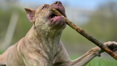 Питбулите които през 2016 г бяха спасени от Арената на