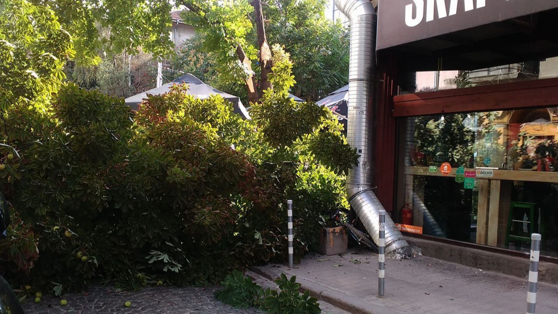 Дърво падна в центъра на София, няма пострадали