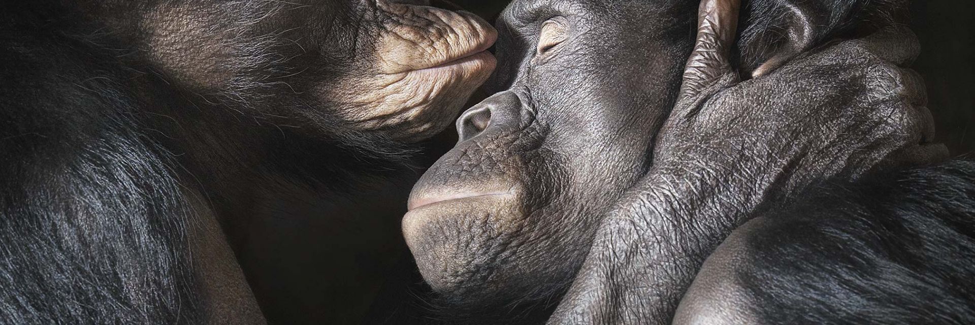 Тим Флач - портретистът на животните