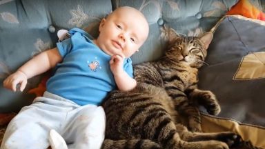 Котки и кучета виждат новороденото бебе за пръв път