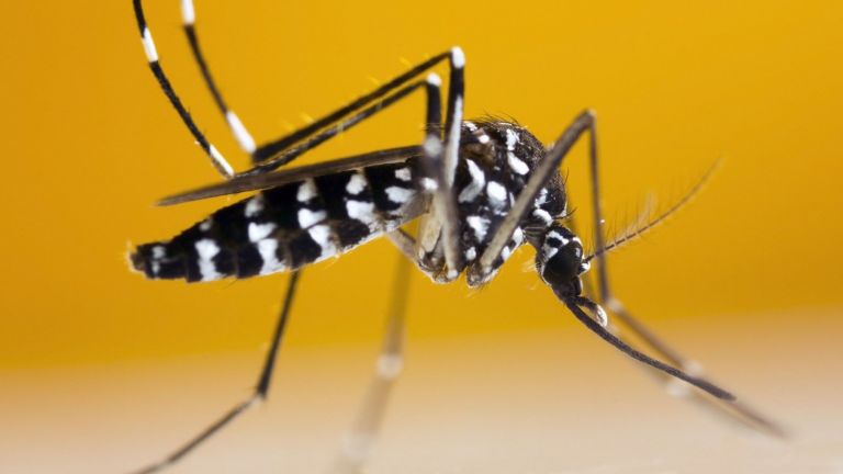 Маларийни комари бяха унищожени чрез ГМО
