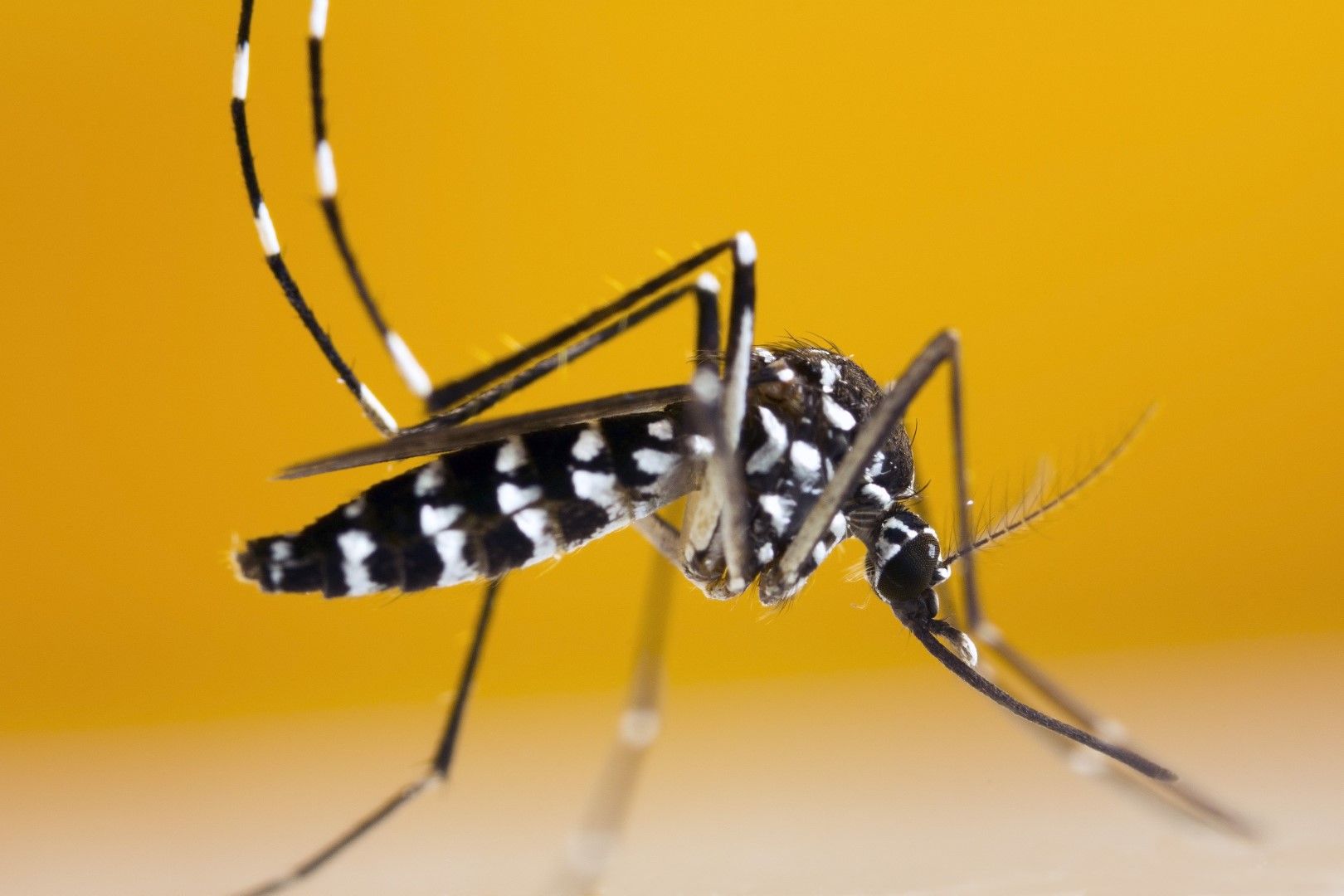 Сред причините за разболяване от вируса могат да бъдат комарите и досега на хората до замърсени места