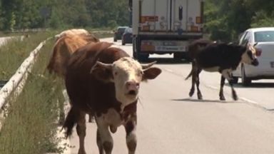 Серия от катастрофи заради крави овце и прасета на път