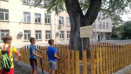 200-годишен бряст в училищен двор вече е със защита