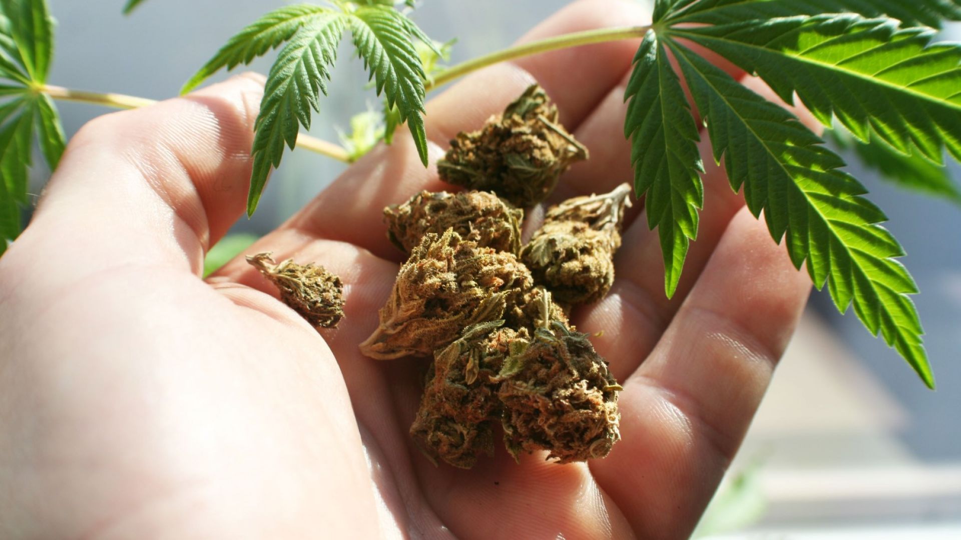 Канада легализира марихуаната - край на "леле, човек, някой ден..."