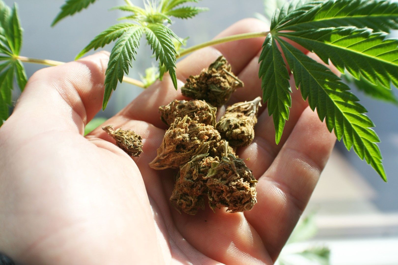 Консумацията на марихуана за развлекателни цели е разрешена в 10 американски щата