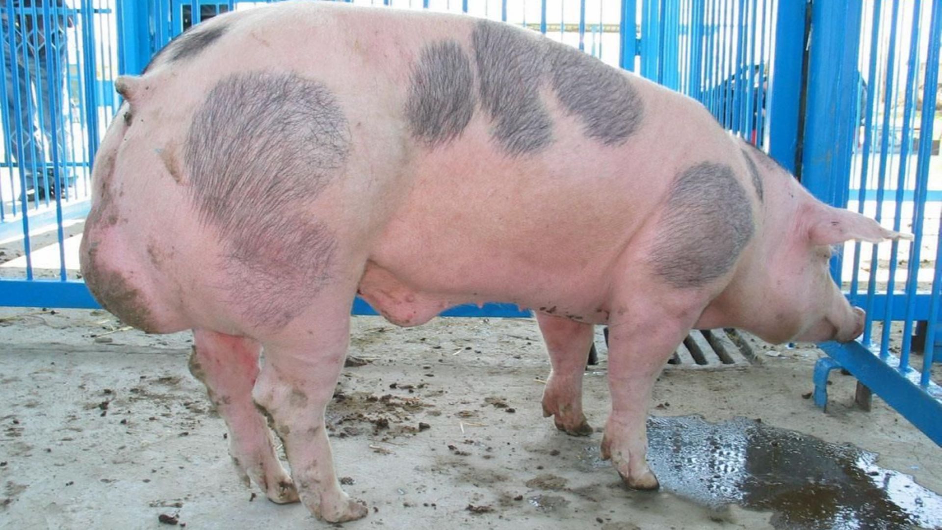 Нов случай със съмнение за африканска чума у нас От