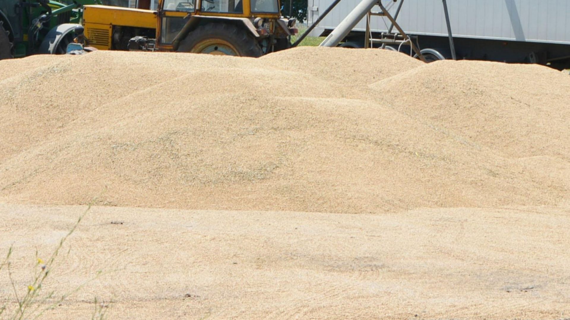 Над 4.6 млн. тона е произведената пшеница за 2020 г. у нас при среден добив 393 кг/дка