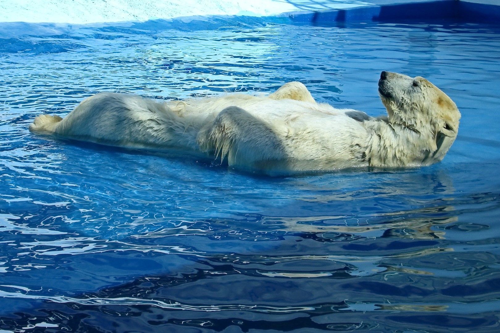 Бяла мечка се наслаждава на водата в Чукотско море