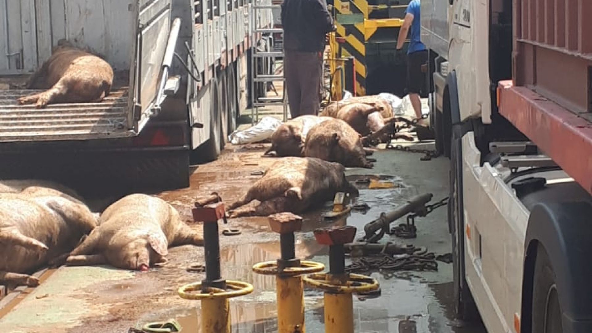 Изхвърлят в морето умрели мъчително прасета, натоварени в България (видео)