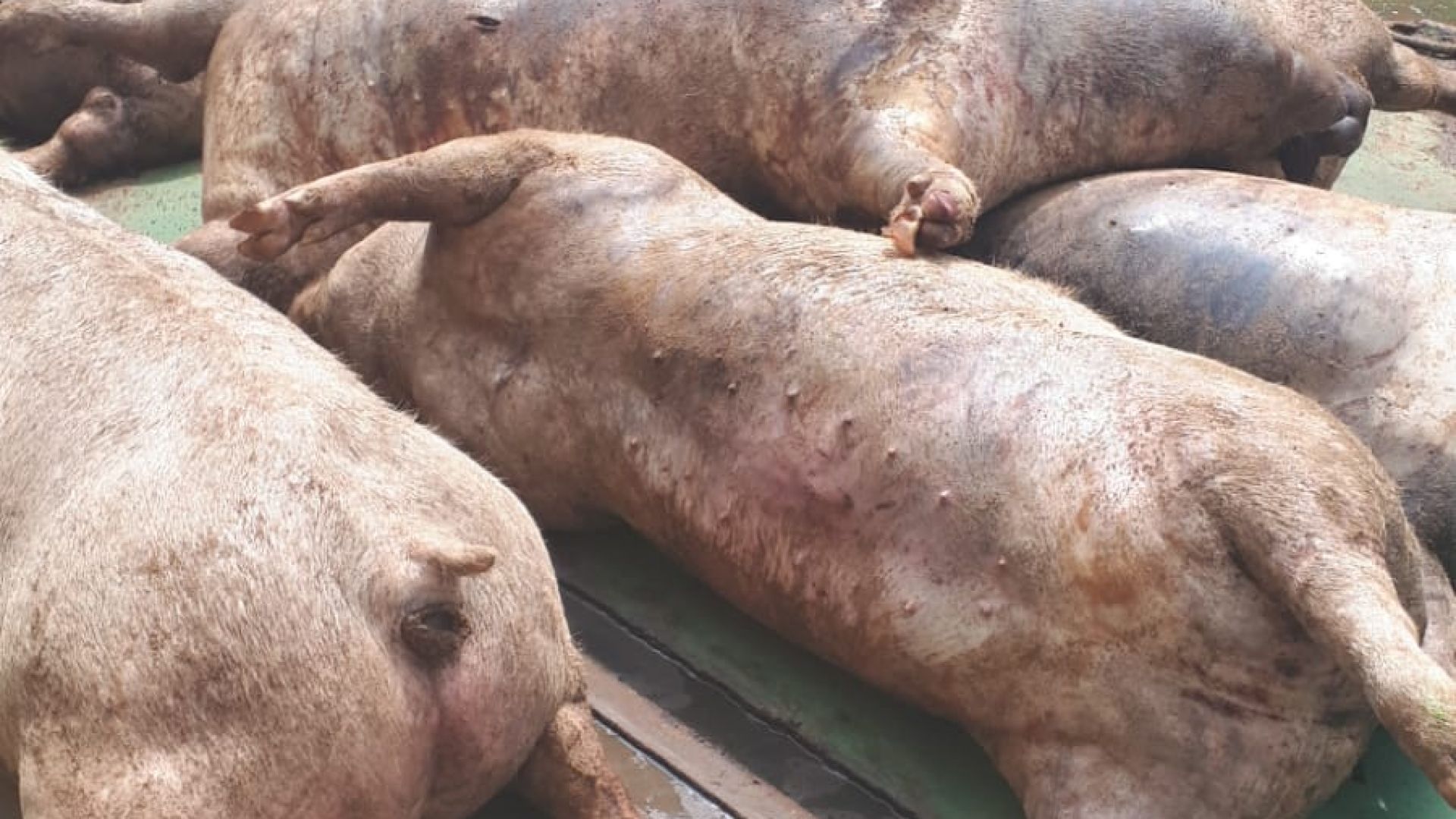 Правителството прие допълнение на Постановление № 130 на Министерски съвет