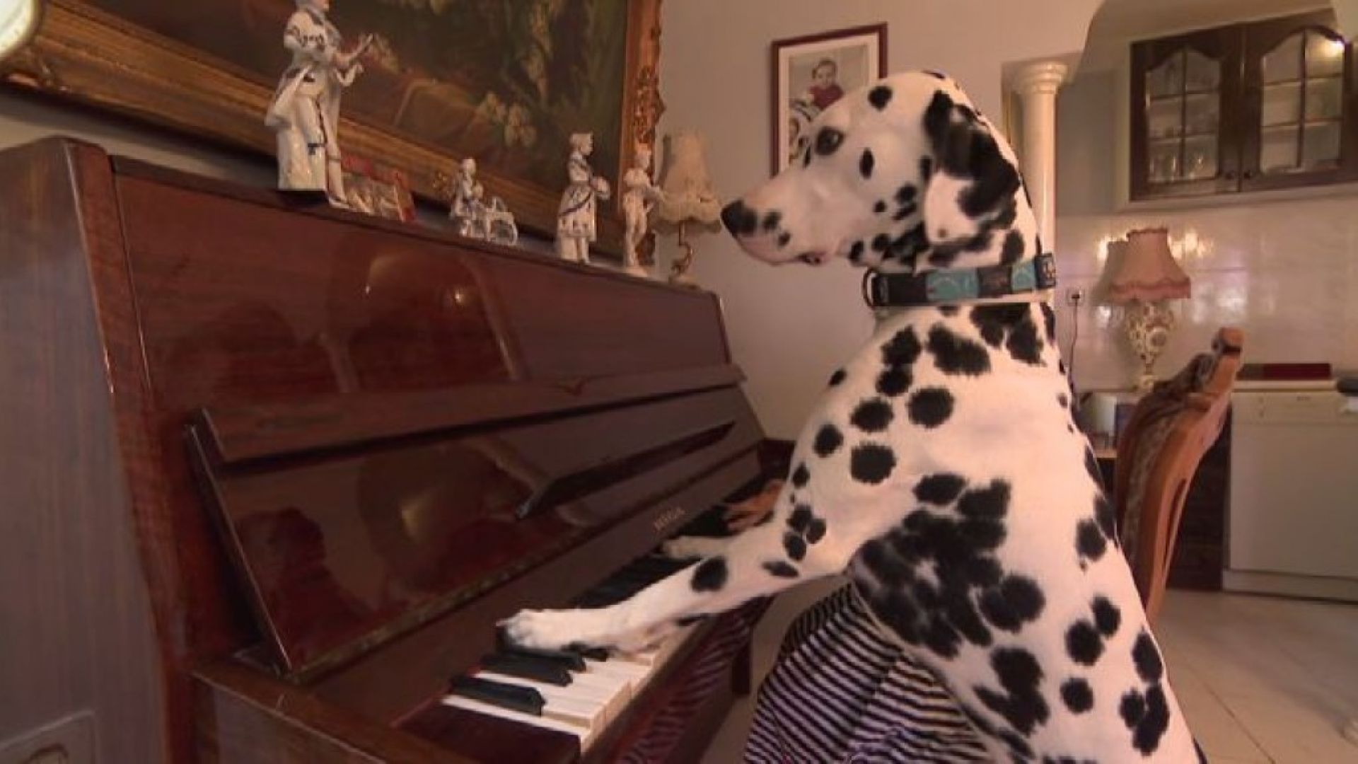 Музикално куче от България стана хит в световните медии Двегодишният