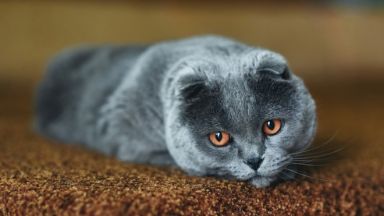 Попи е най-популярното име за котки тази година