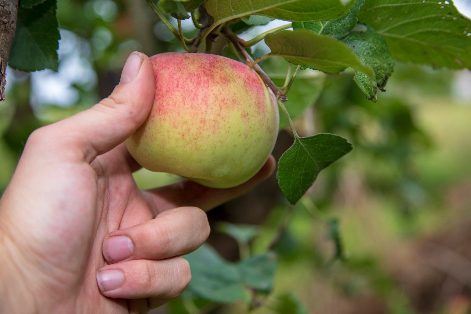 Най-хубави и разнообразни са есенните сортове ябълки