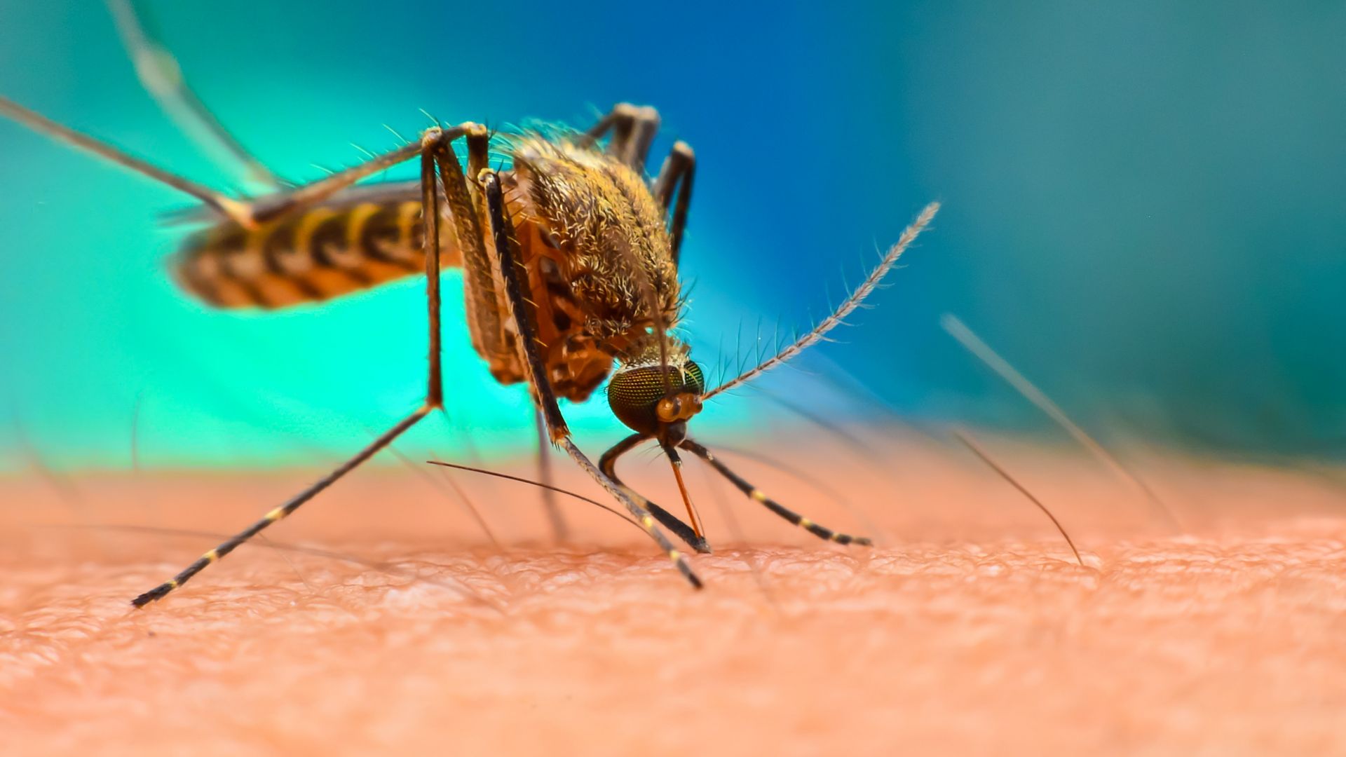 Google има план за елиминиране на комарите в световен мащаб