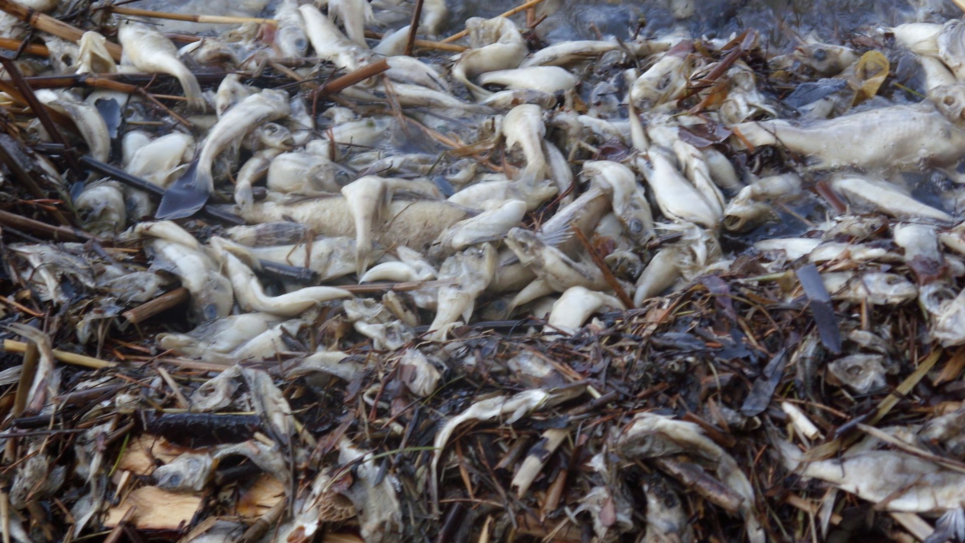 Над 15 тона умряла риба са били събрани и загробени
