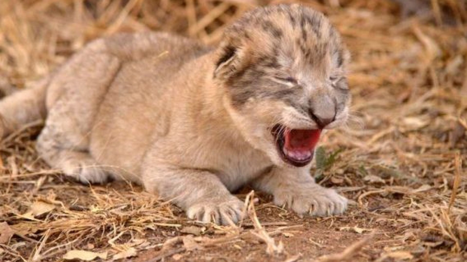 Лъвица в резервата Укутула в Република Южна Африка роди първите
