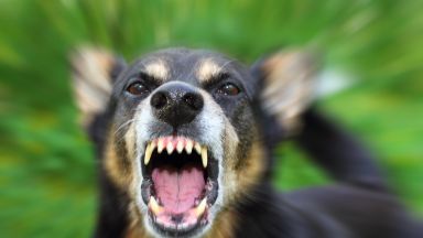 Агресивни бездомни кучета нападат хора край столичен парк