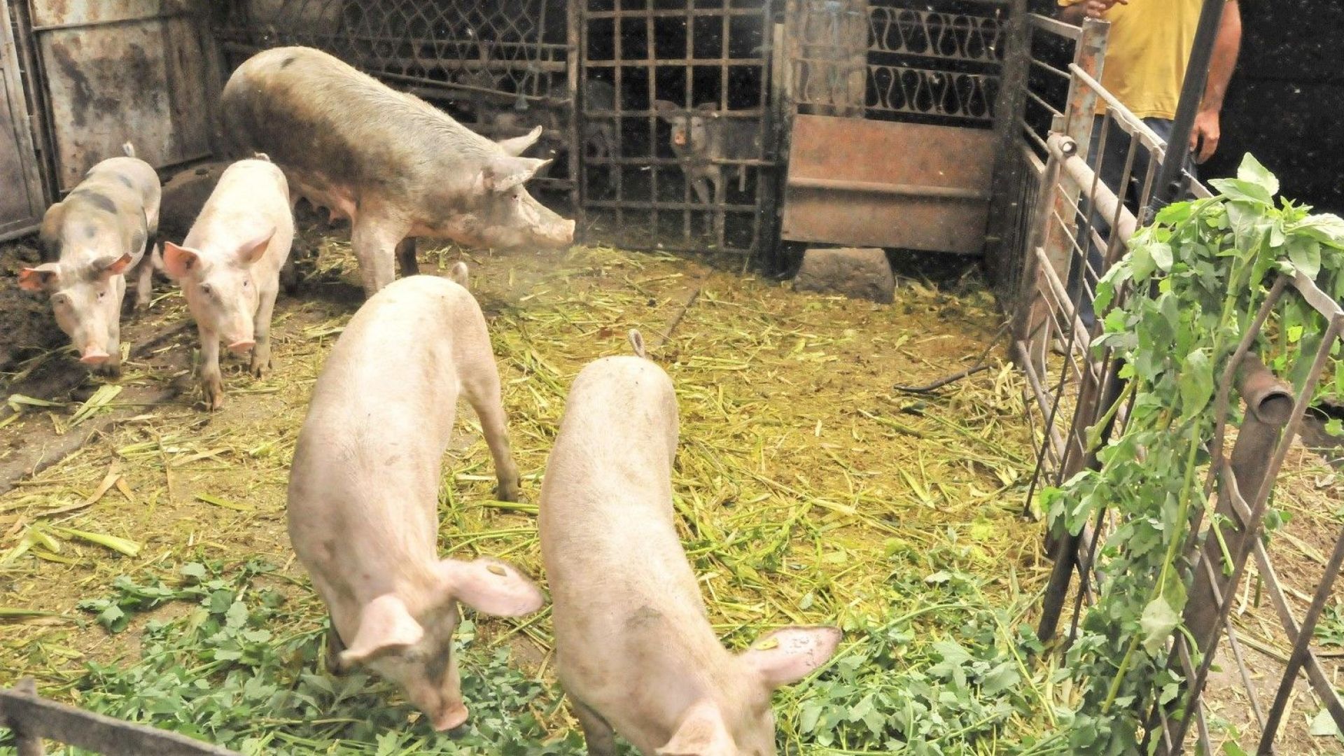 Шест огнища на Африканска чума по свинете АЧС при прасета